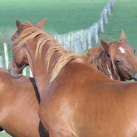 Estancia Hosteria El Ceibo Florida Zewnętrze zdjęcie