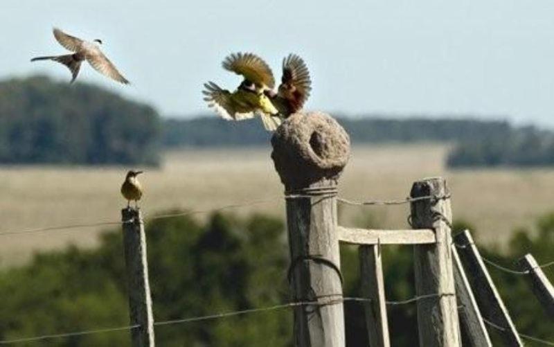 Estancia Hosteria El Ceibo Florida Zewnętrze zdjęcie