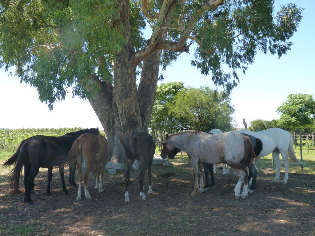 Estancia Hosteria El Ceibo Florida Zewnętrze zdjęcie