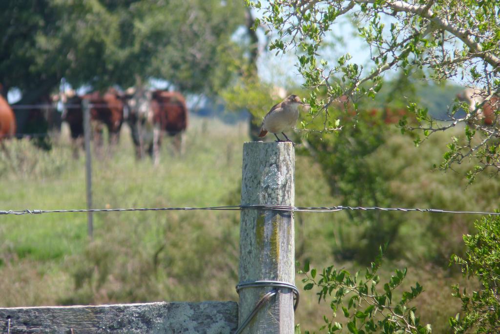 Estancia Hosteria El Ceibo Florida Zewnętrze zdjęcie